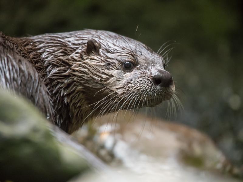 river otter face