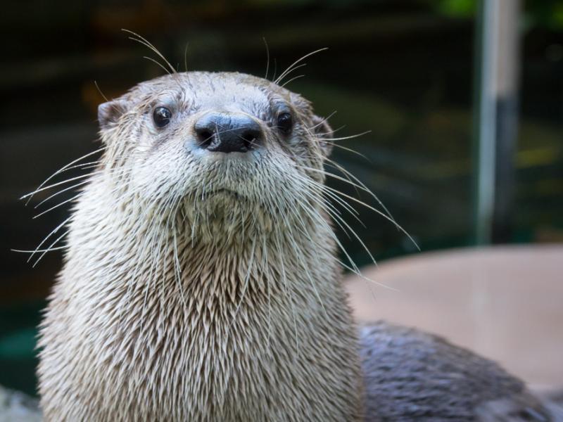 River otter looking at camera.