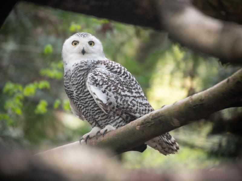 snowy owl perched on branch