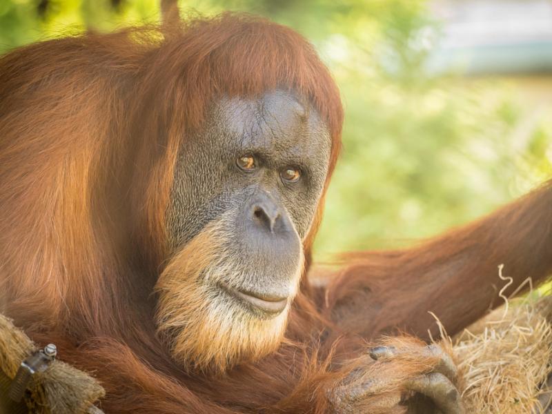 Sumatran orangutan Inji