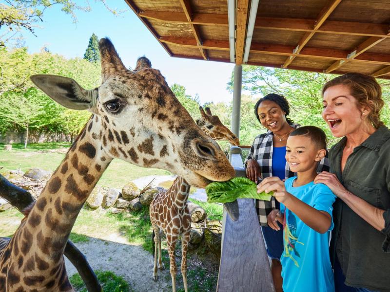 young boy with two mothers feeding giraffe