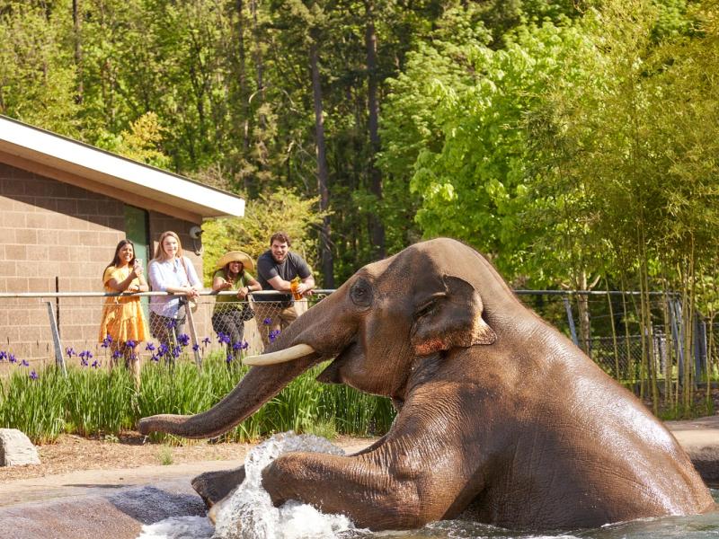 four young adults viewing elephant splashing in pool