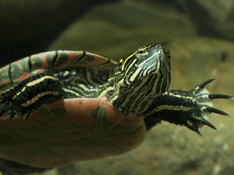 western painted turtle swimming