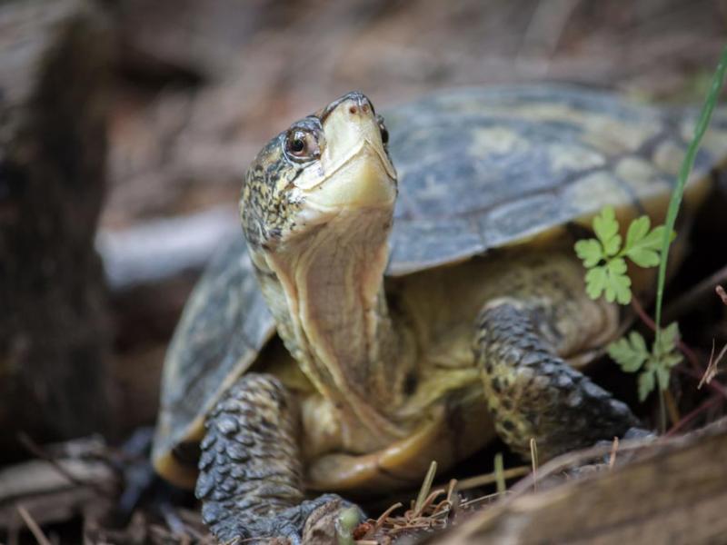 western pond turtle