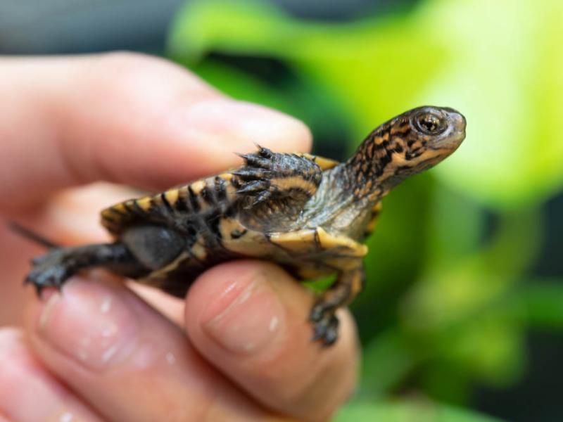 A Western pond turtle gentle held by a human.