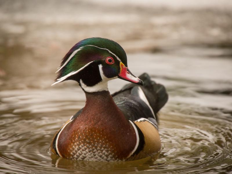 wood duck in pond