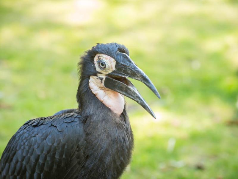 Zuberi, a southern ground hornbill