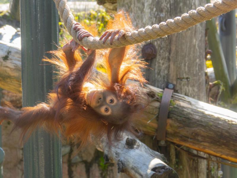 orangutan hanging upside down from rope