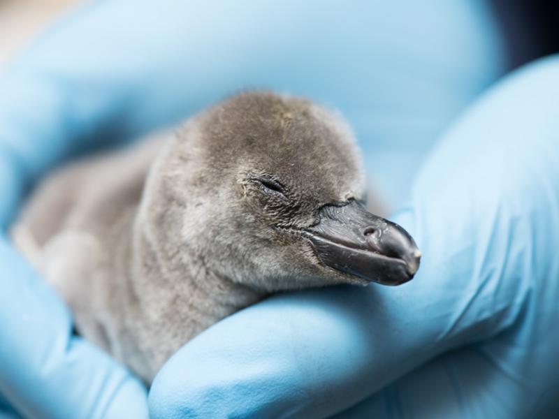 A Humboldt penguin chick cradled in hands wearing blue gloves.