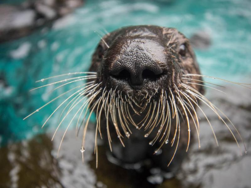 Sea otter Lincoln closeup of nose and whiskers