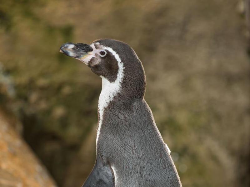 humboldt penguin