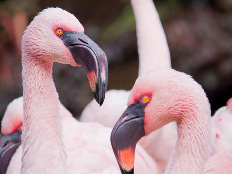 flock of lesser flamingos