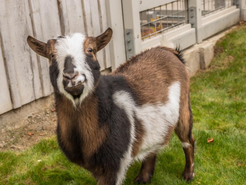 Nigerian dwarf goat