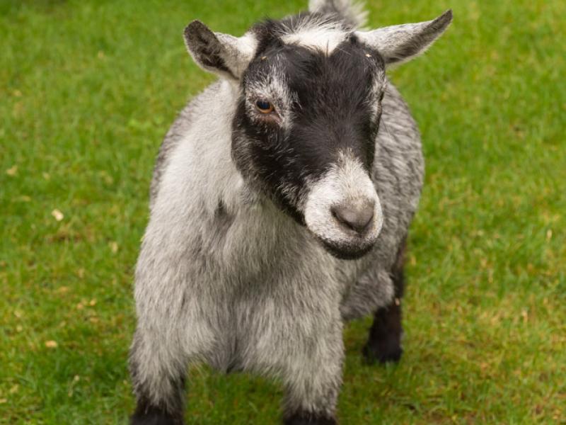 pygmy goat