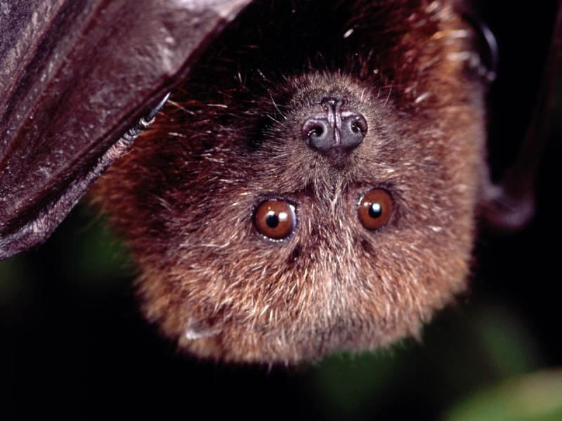 The upside-down face of a bat is very hairy. Its brown eyes stare directly a the camera.