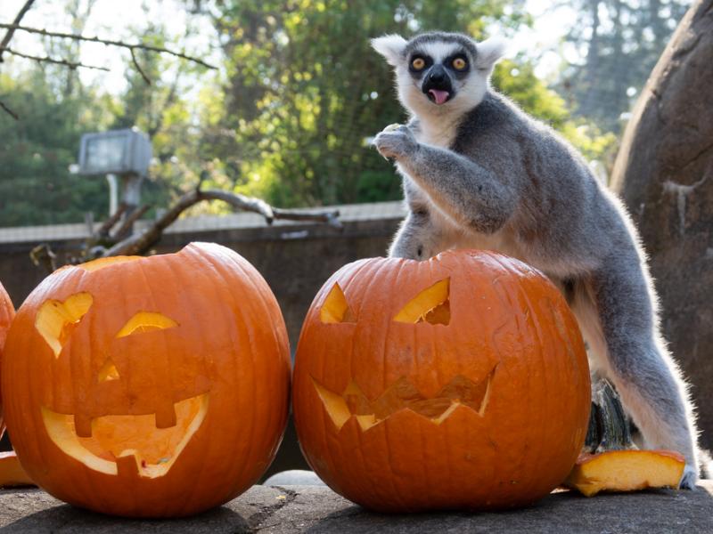 A lemur plays with a carved pumpkin. 