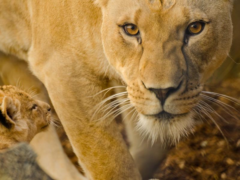 Neka the lion next to one of her cubs