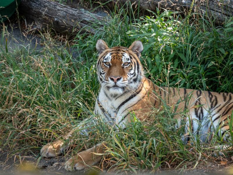 Bernadette tiger in the grass outside