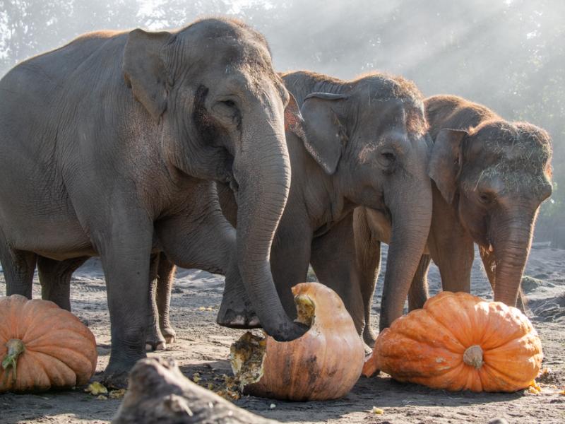 Three elephants stand before three giant pumpkins outside 