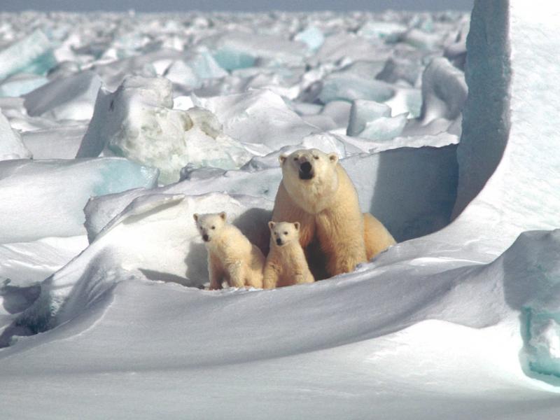 Polar bear mother and two cubs outside 