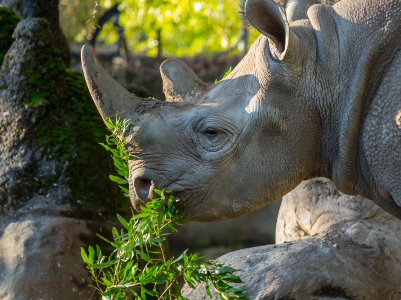 Jozi rhino eats green leaves outside 