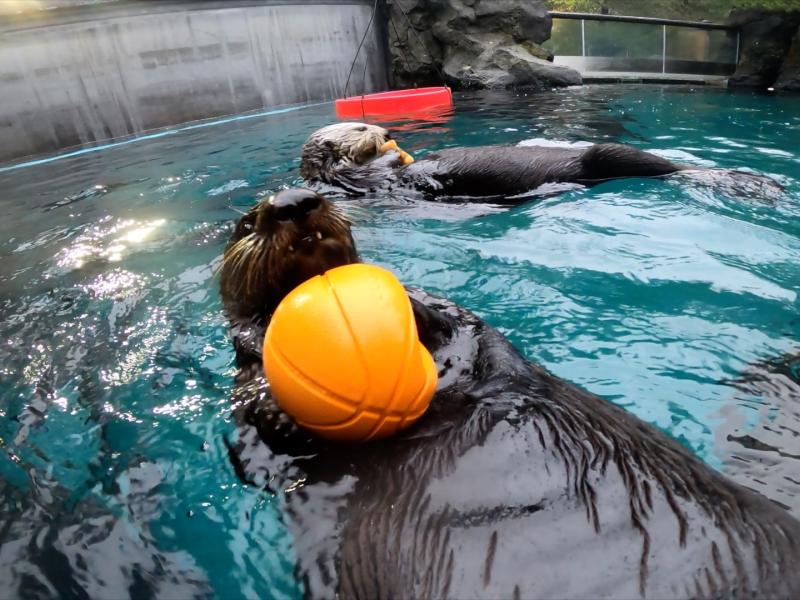 Two sea otters in a pool, one is holding a basketball