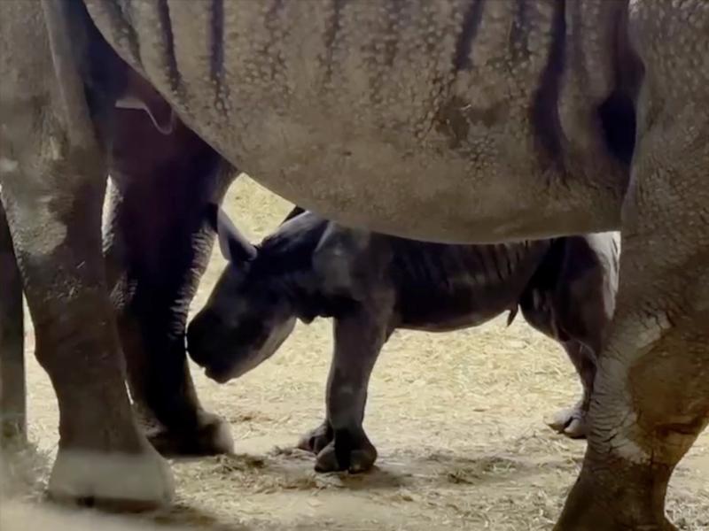 A newborn rhino calf under its mom's legs