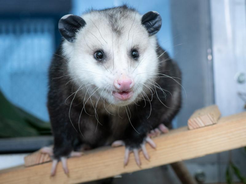 Homer the opossum looks at the camera