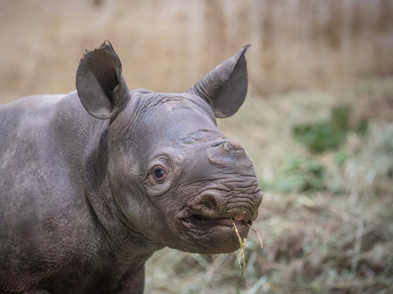 A young rhino calf stands in front of hay and grass