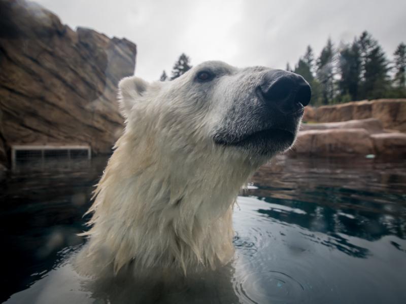 Polar bear Nora in the pool at Polar Passage