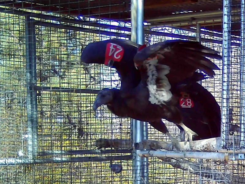 A zoo-reared condor perches near the exit of a release pen