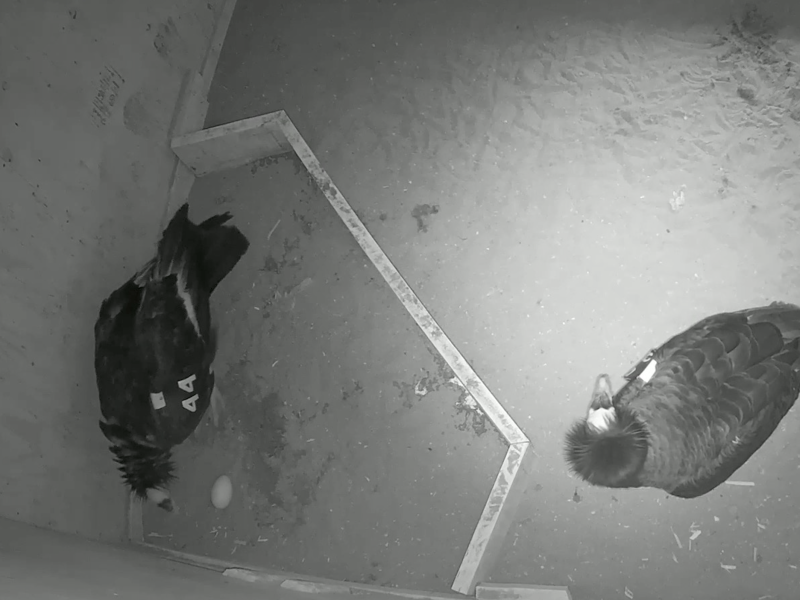 California condor parents in nest box with their egg