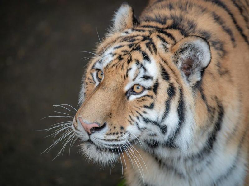 Amur tiger face