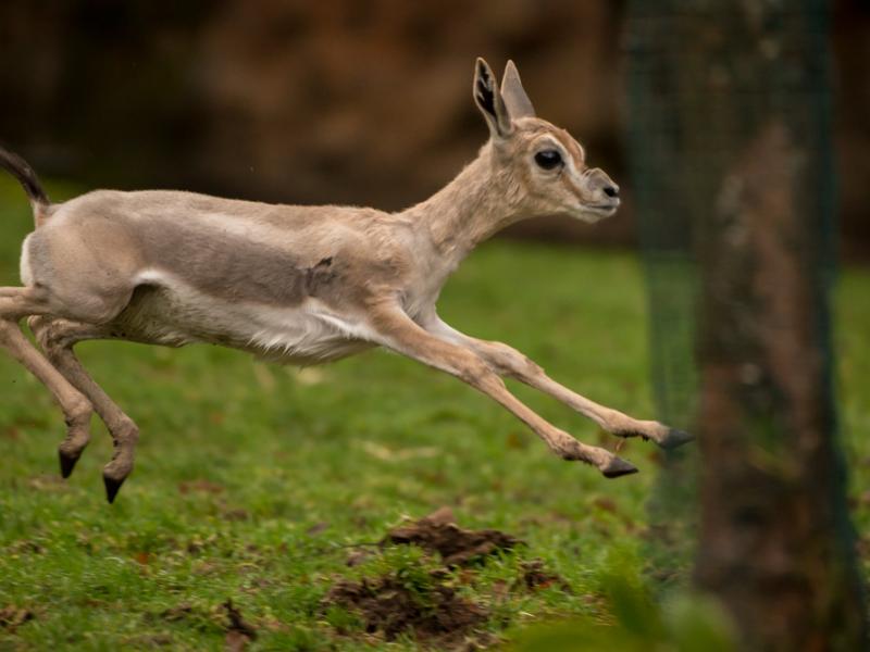 A gazelle jumps. 
