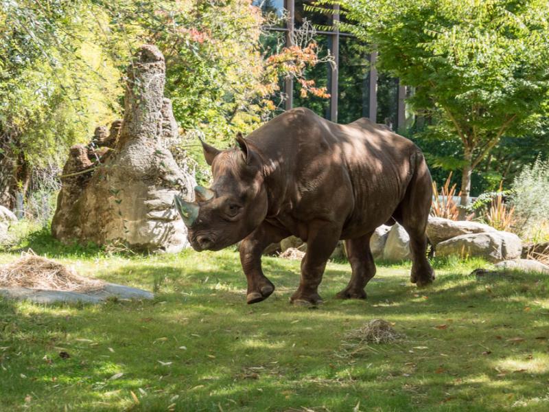 Rhino King outside in his habitat