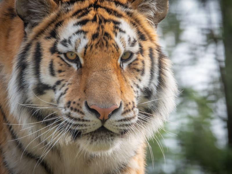 Amur tiger Dmitri