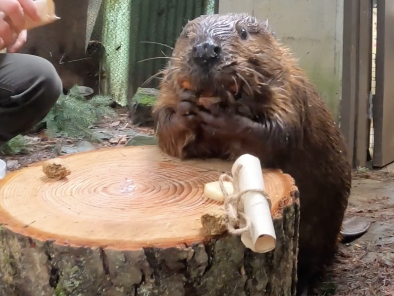 Filbert the beaver in front of a stump with snacks