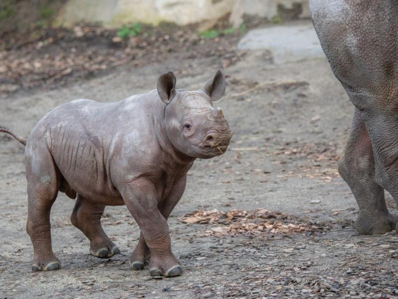 rhino calf walks outside