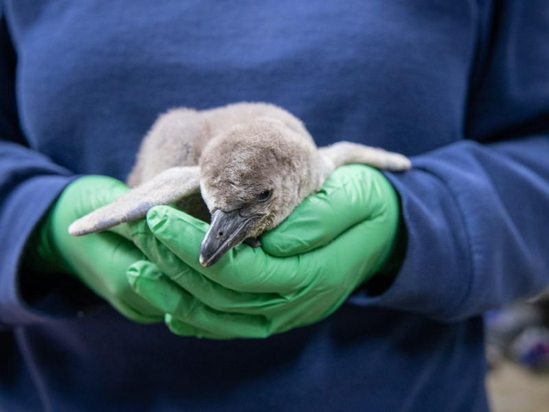 Penguin chick in a pair of gloved hands