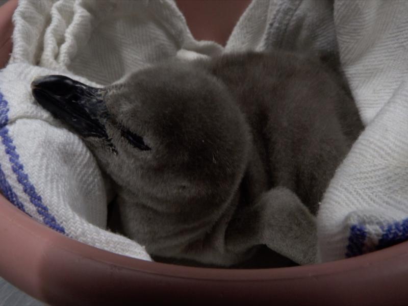 A gray Humboldt penguin chick in a bowl
