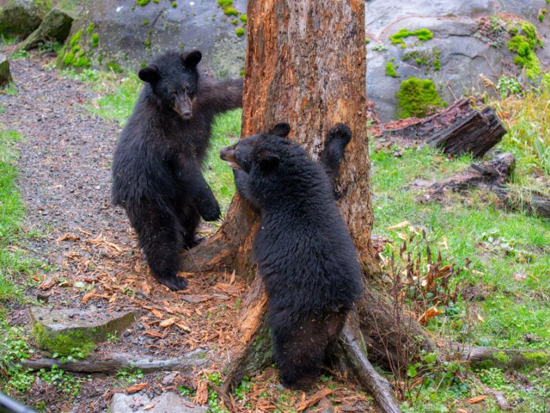 black bear cubs timber and thorn playing outside