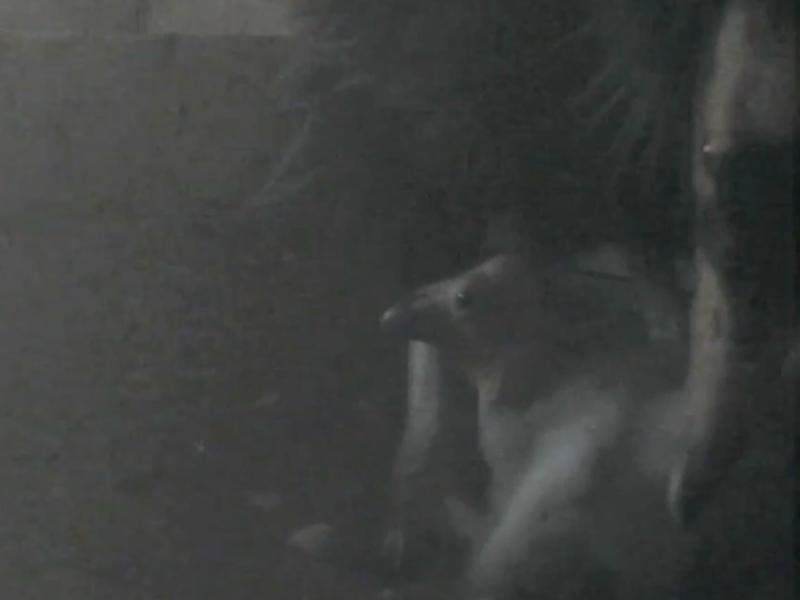 condor chick in nest box