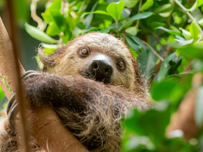 Berry the sloth in the treetops looks at the camera