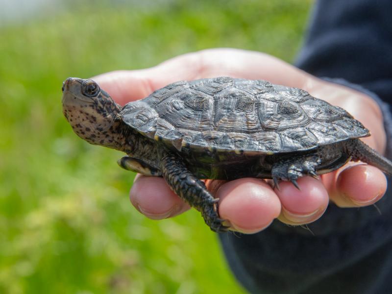 A hand holding a northwestern pond turtle outside