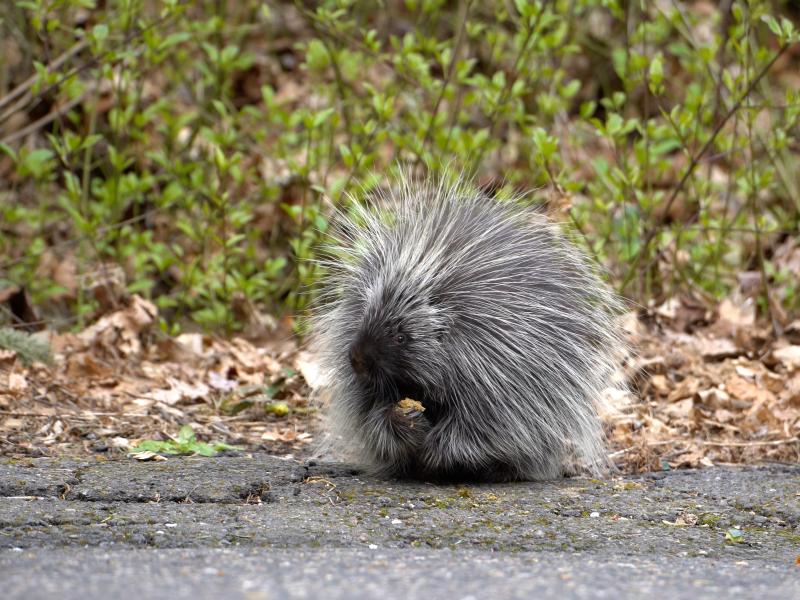 Nettle the porcupine on the side of a road
