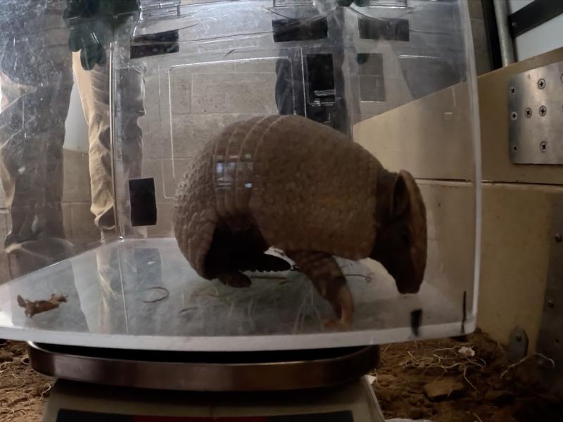Armadillo pup getting a vet check
