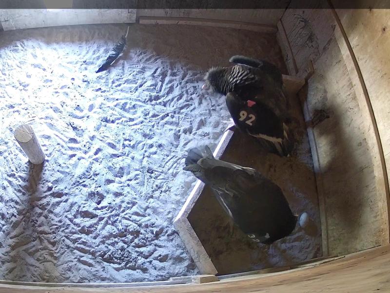 Two adult condors in a nest box with an egg