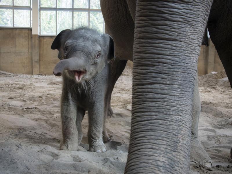 Elephant calf near mom's trunk