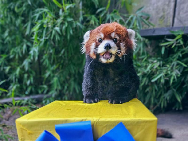 red panda climbing giant gift box