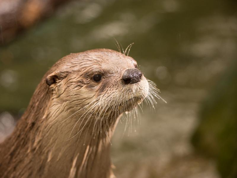 River otter Tilly outside 
